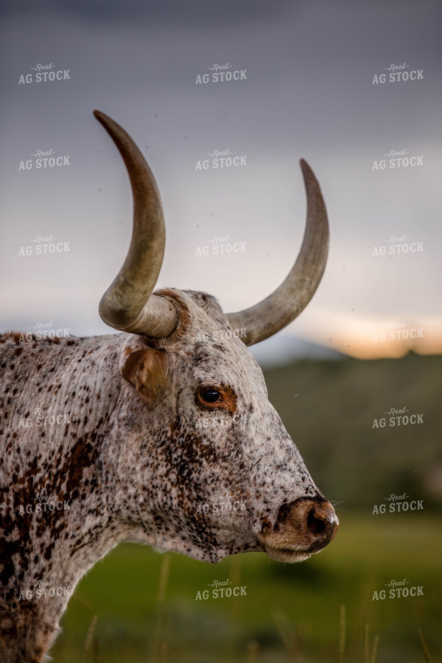 Longhorn Cattle on Pasture 81147