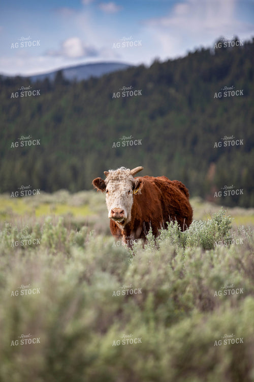 Hereford Cow 81041