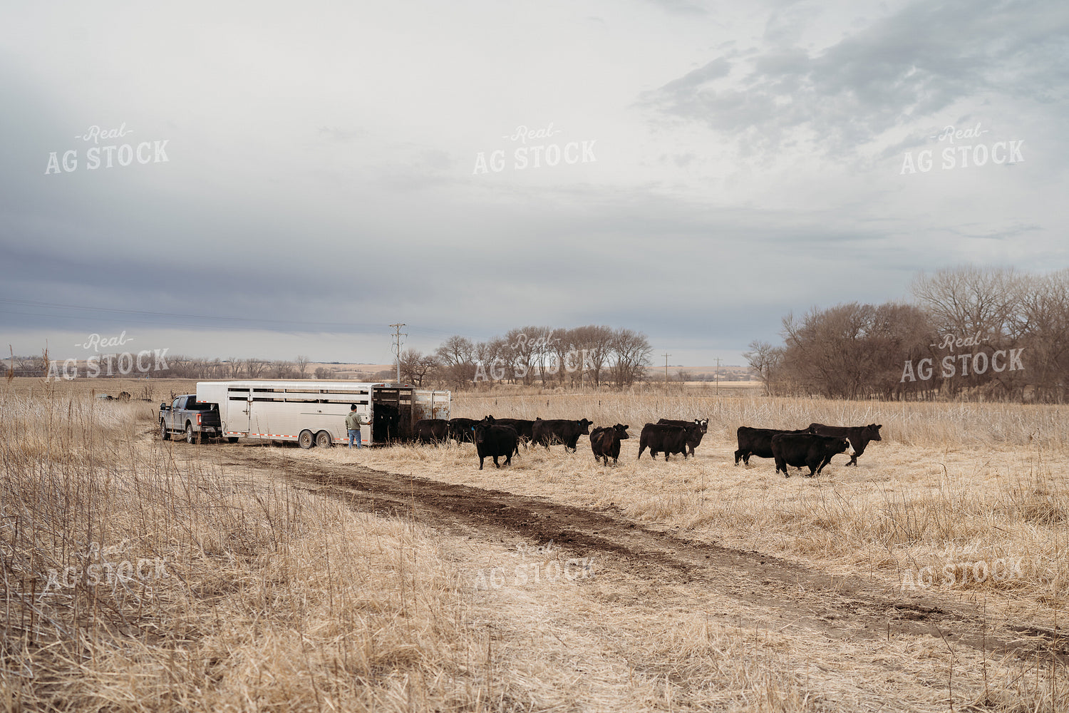 Unloading Cows on Pasture 196221
