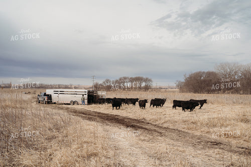 Unloading Cows on Pasture 196221