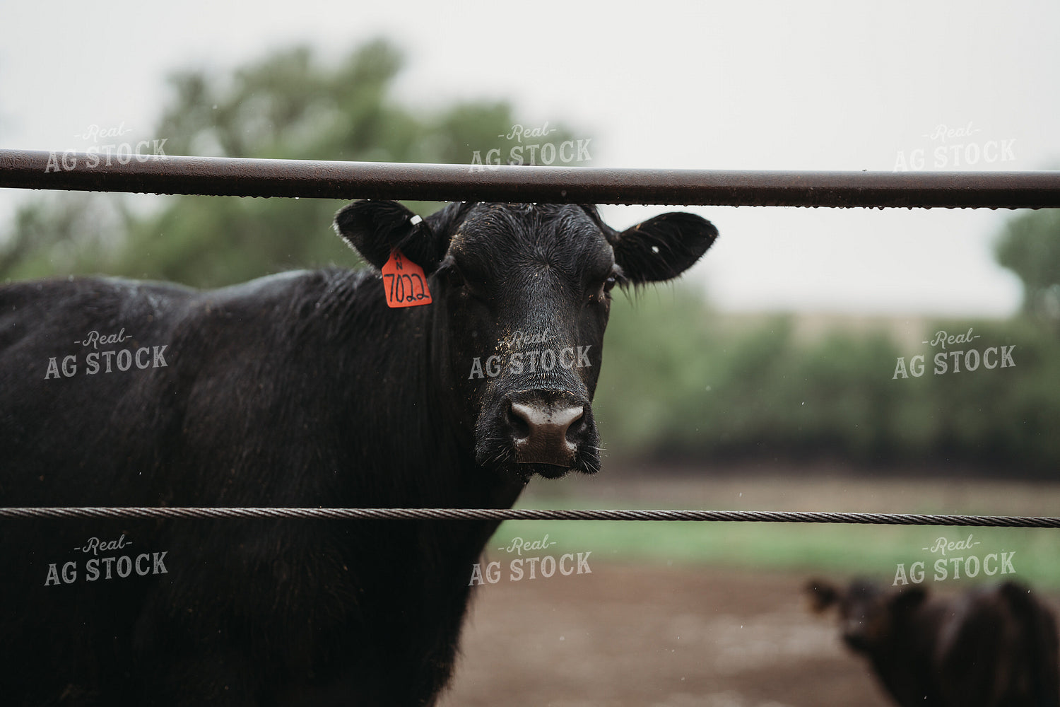 Angus Cattle in Pen 196169