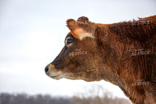 Jersey Cow in Snow 270668