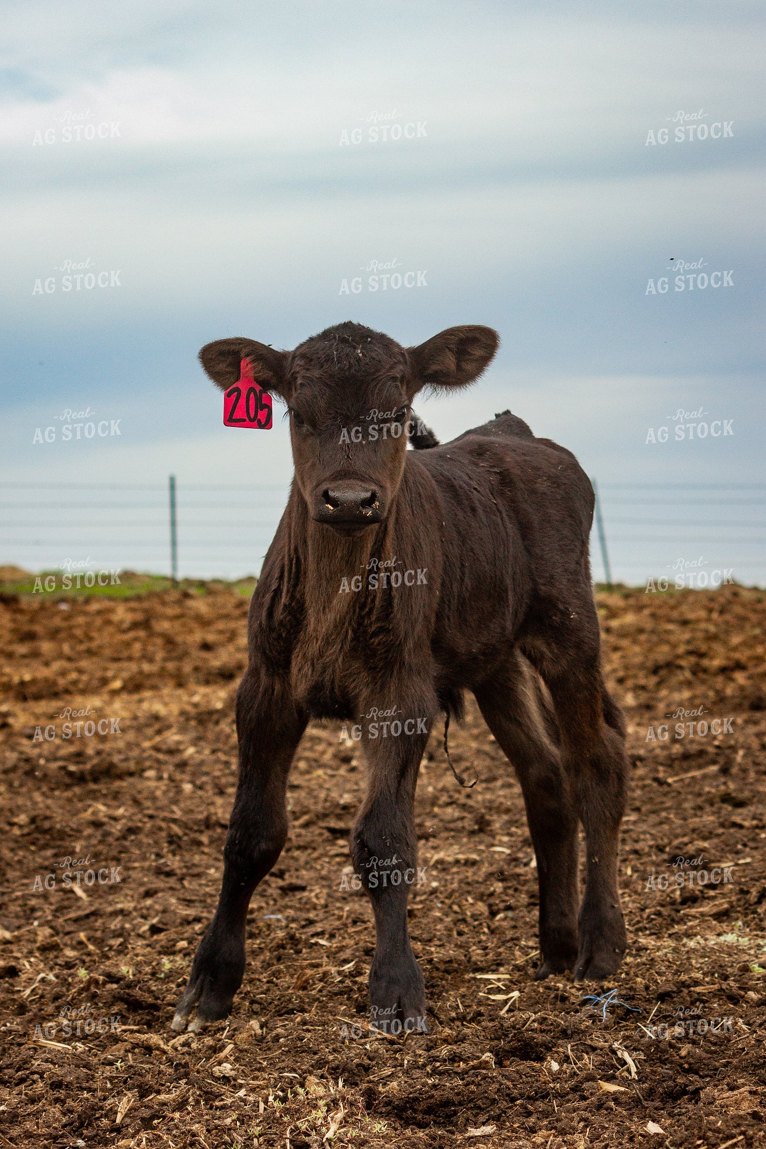 Angus Cross Calf 155225
