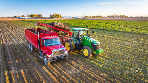 Sugar Beet Harvest 56560