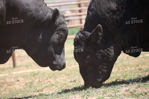 Black Angus Cattle on Pasture 275011