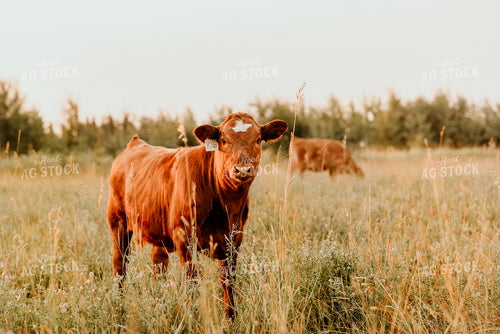 Cattle in Pasture 64291