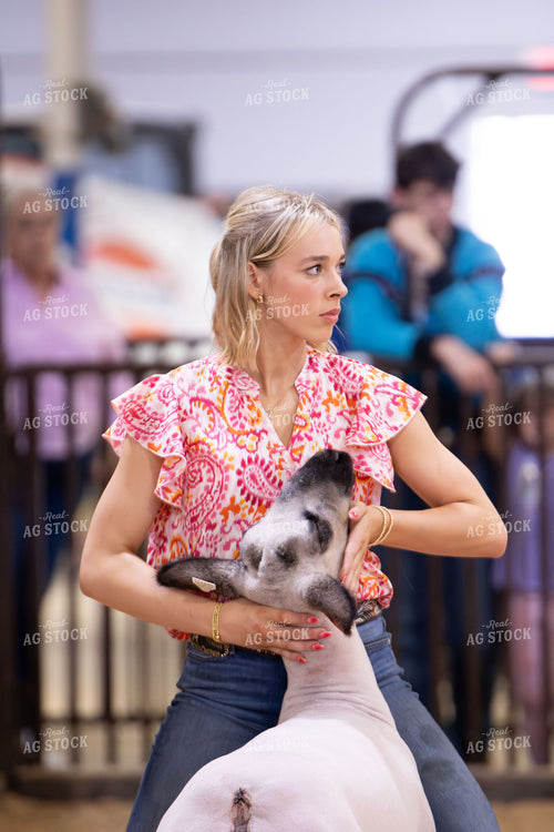 Showing Sheep 288027