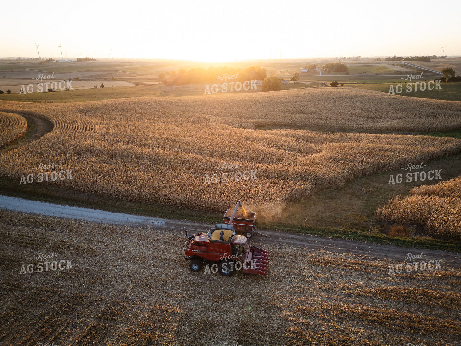 Corn Harvest 67966