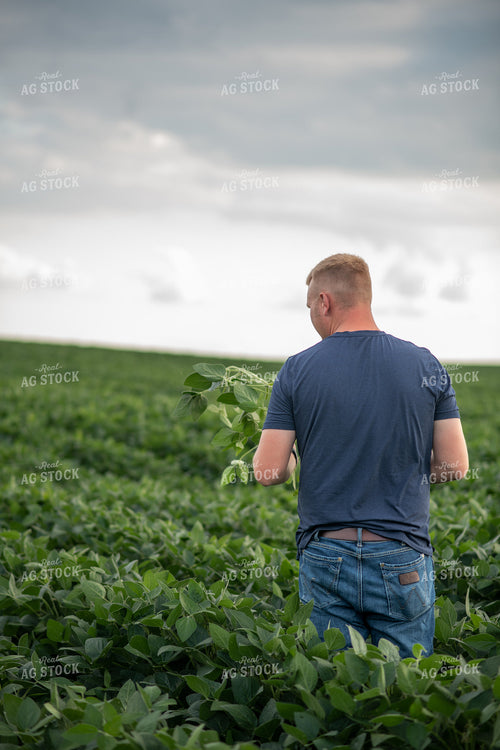 Male Farmer Holding Soybean Plant 76324