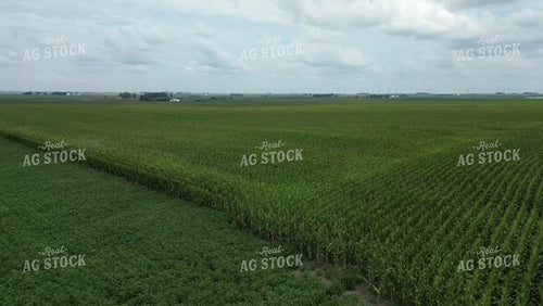 Aerial of Midseason Corn Field 268020
