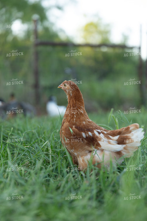 Chicken 205046