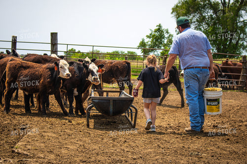 Farmer and Farm Kid Feeding Cattle 214158