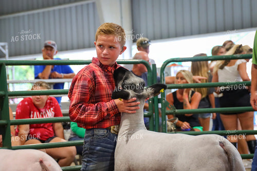 4H Kid Showing Sheep 52182