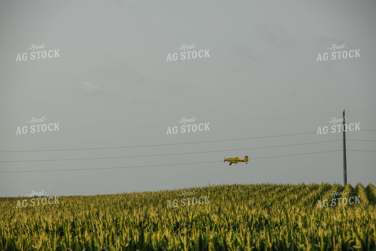 Crop Duster Corn Field 3131