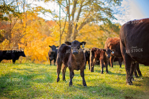 Cow-Calf in Pasture 93064