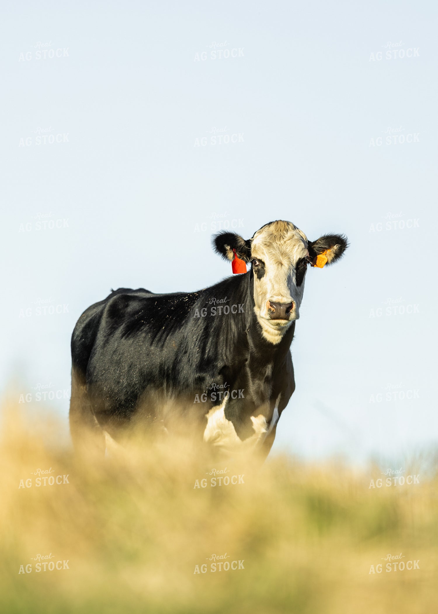 Cow on Pasture 264076