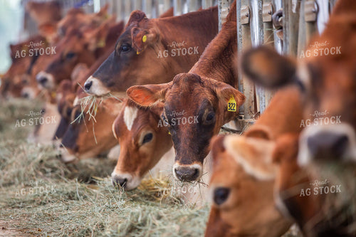 Jersey Cattle Eating in Barn 270475