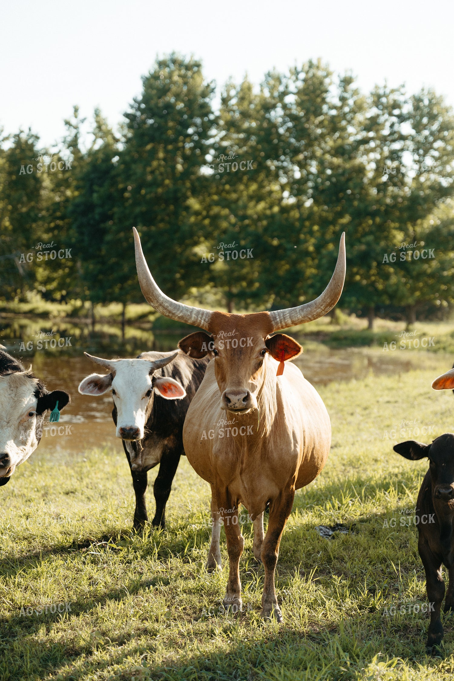 Cattle on Pature 125308