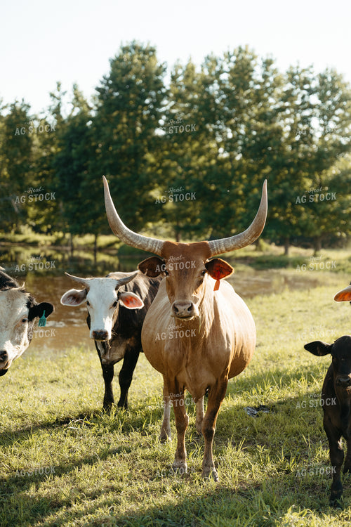 Cattle on Pature 125308