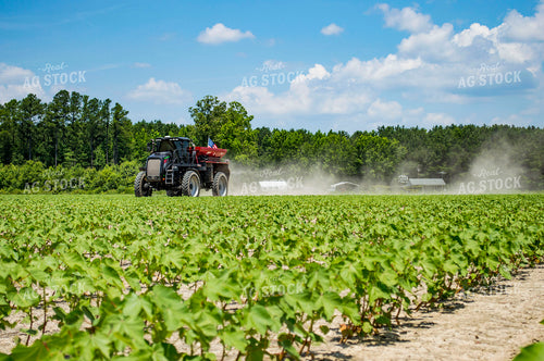 Spreading Dry Fertilizer in Cotton Field 136198