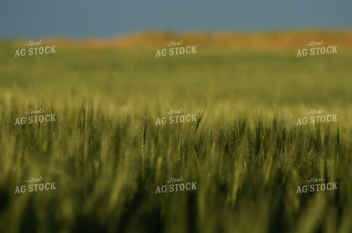 Wheat Field 146021
