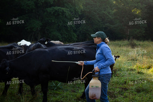 Cattle Producer Spraying Fly Spray 268413