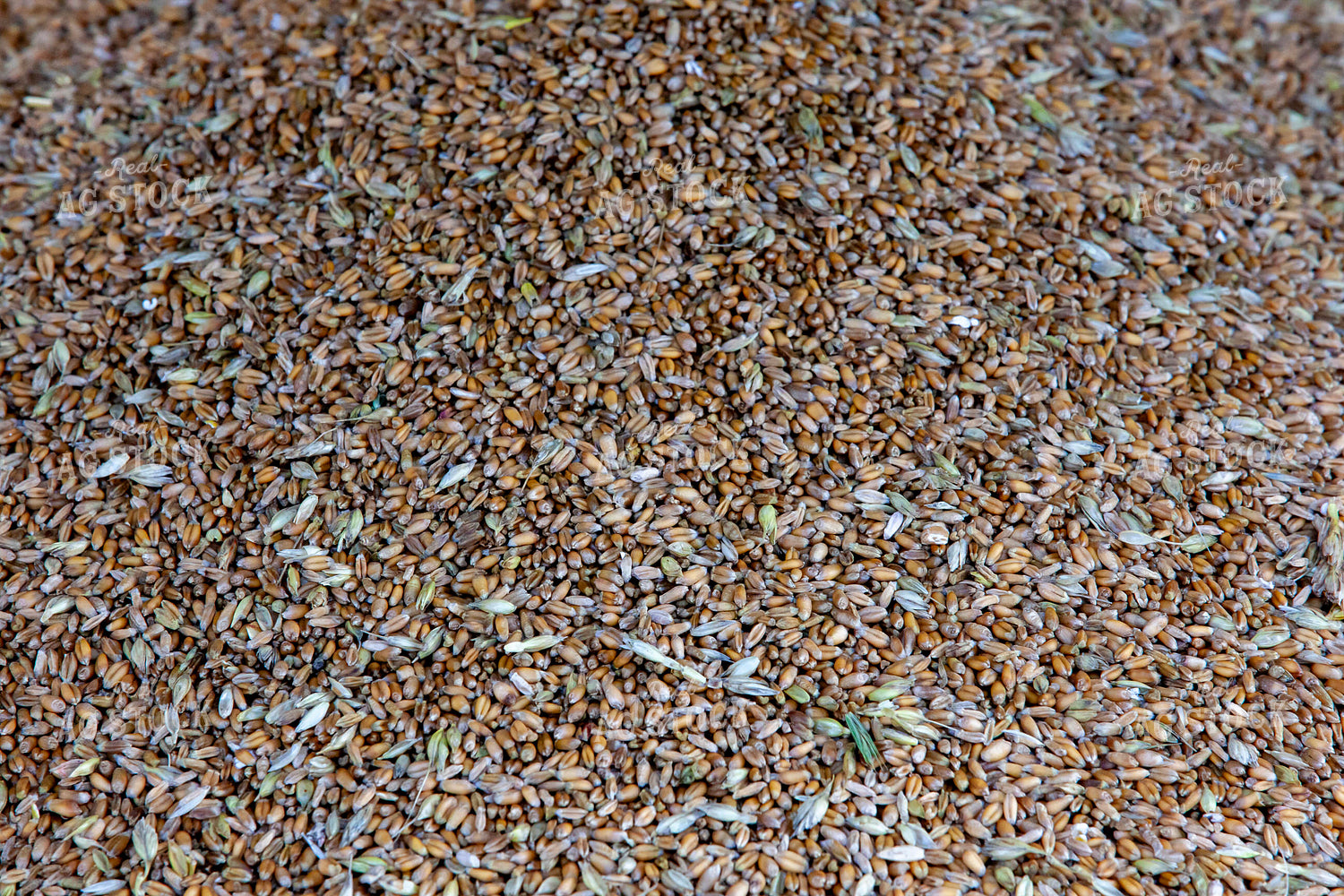 Harvested Wheat 132072