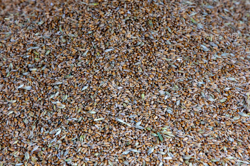 Harvested Wheat 132072