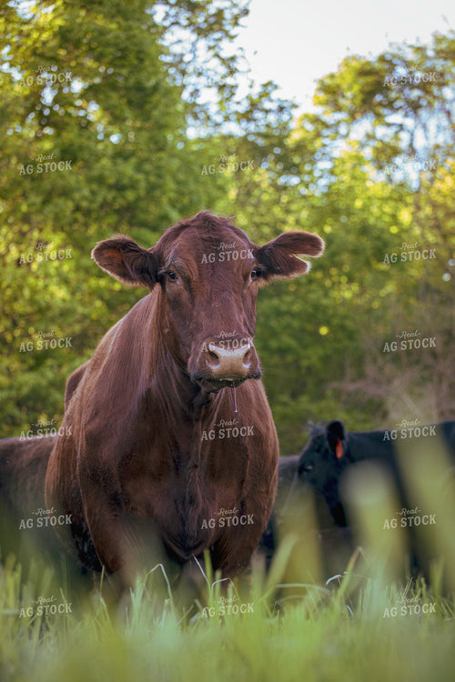 Red Angus Cow on Pasture 160393