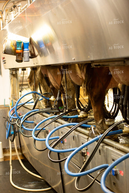 Milking Cows 161095