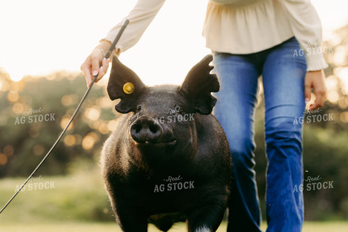 Farm Kid Practicing with Show Pig 68239