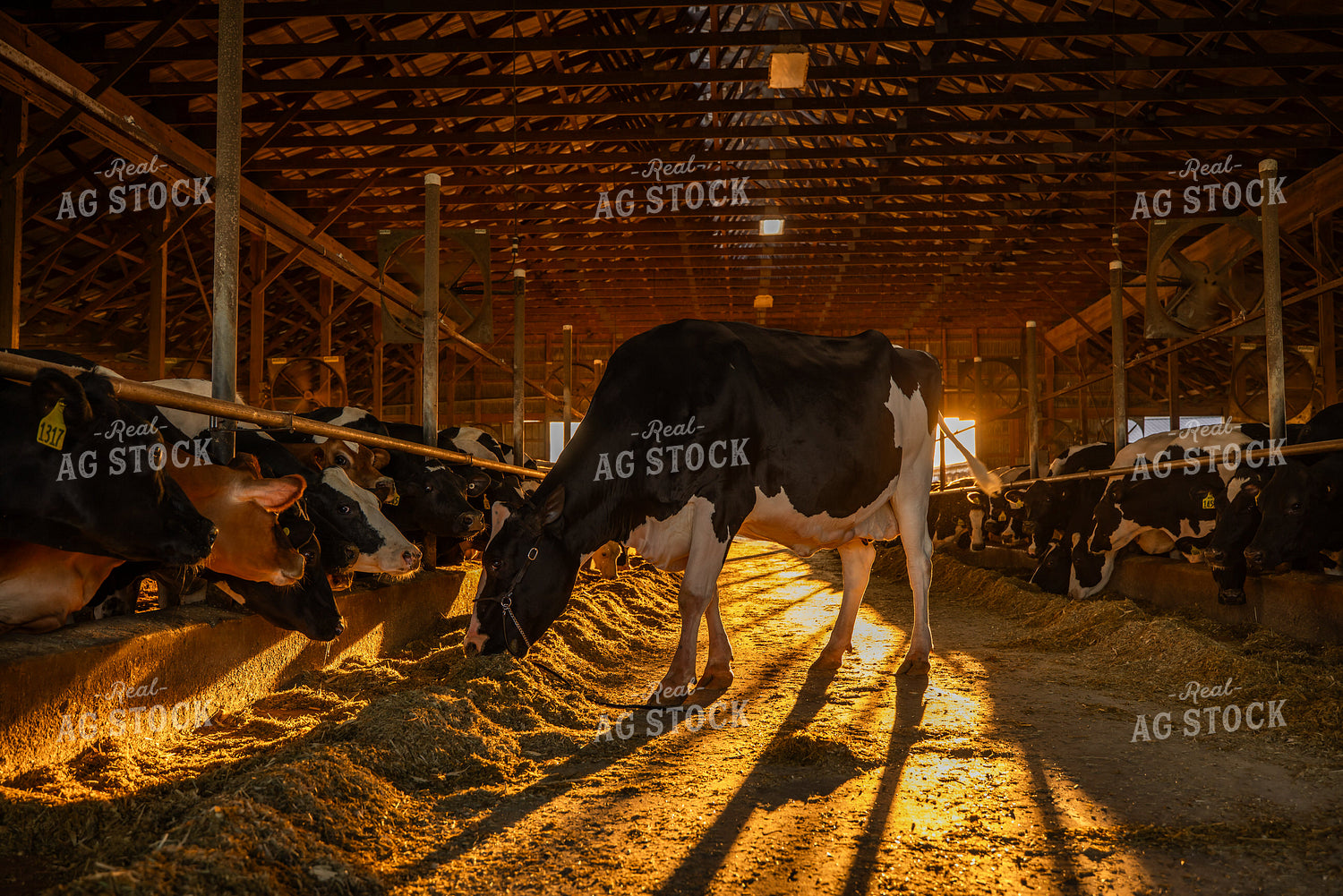 Holstein Cow in Freestall Barn 270301