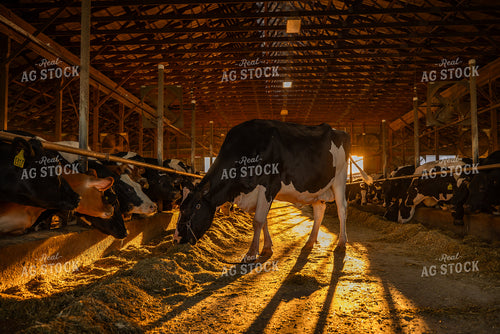 Holstein Cow in Freestall Barn 270301