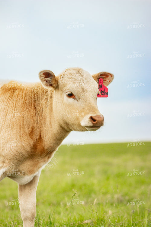Longhorn Calf 155206