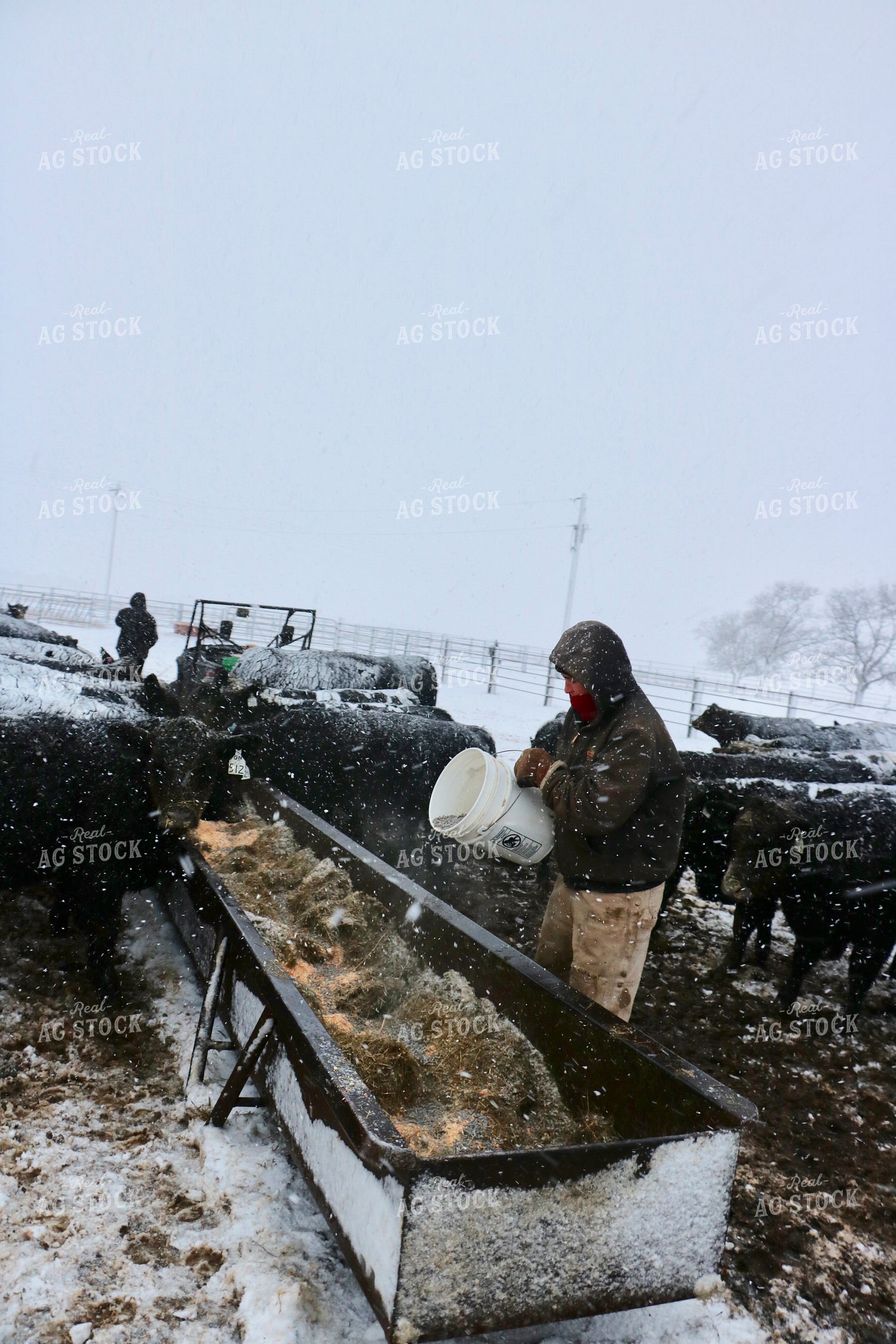 Cattle Producer Feeding Cattle 299301