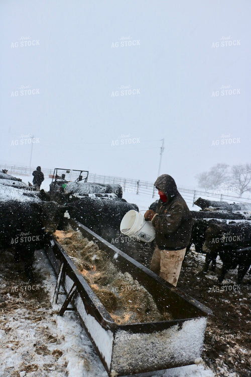 Cattle Producer Feeding Cattle 299301