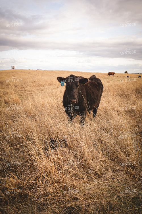 Angus Cattle in Pasture 196148