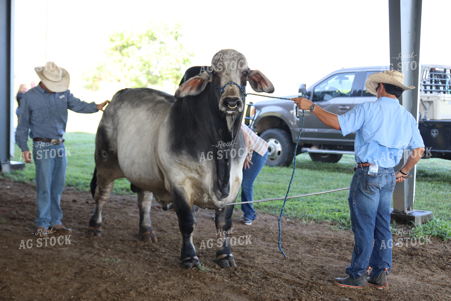 Brahman Cattle Show 102161