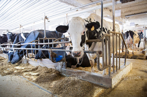 Dairy Cows in Barn 55034