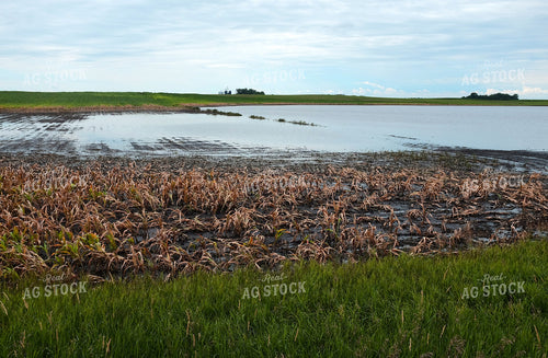 Ponding in Cornfield 154086