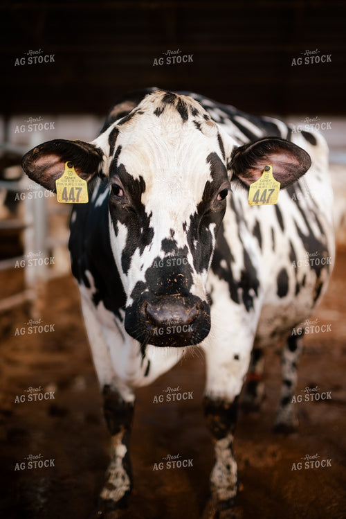 Holstein Cow  137082