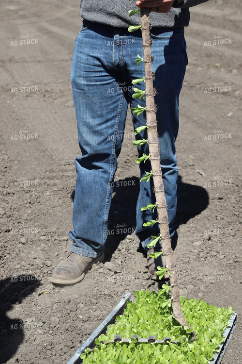 Planting Artichokes 102123