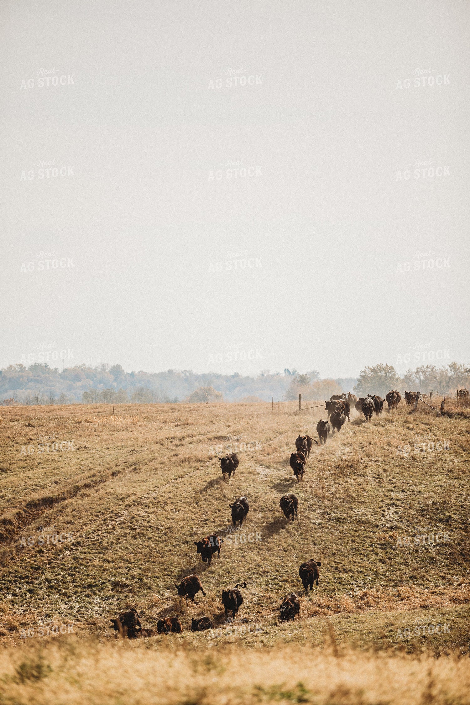 Cattle Moving Pastures 215016