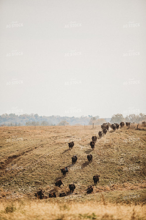 Cattle Moving Pastures 215016