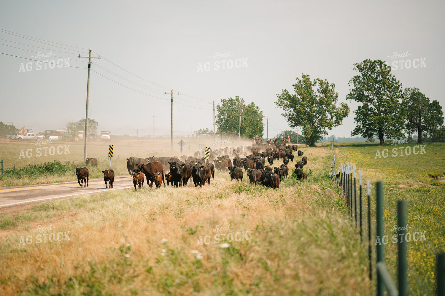 Angus Cattle on the Move 125146