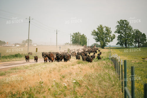 Angus Cattle on the Move 125146