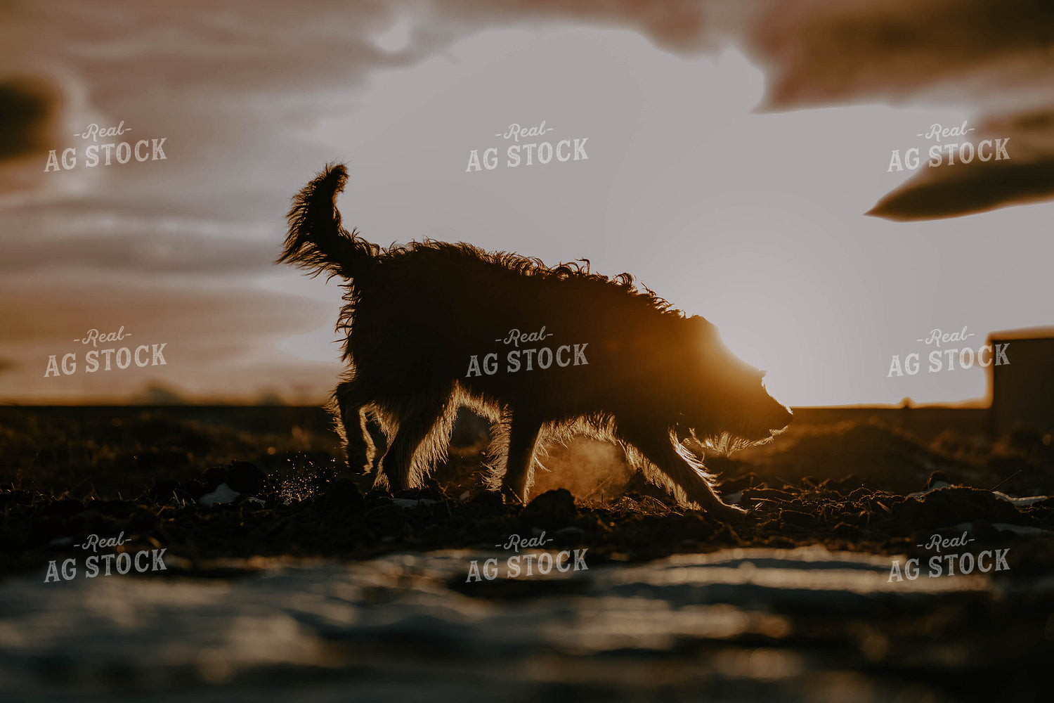 Ranch Dog 58370