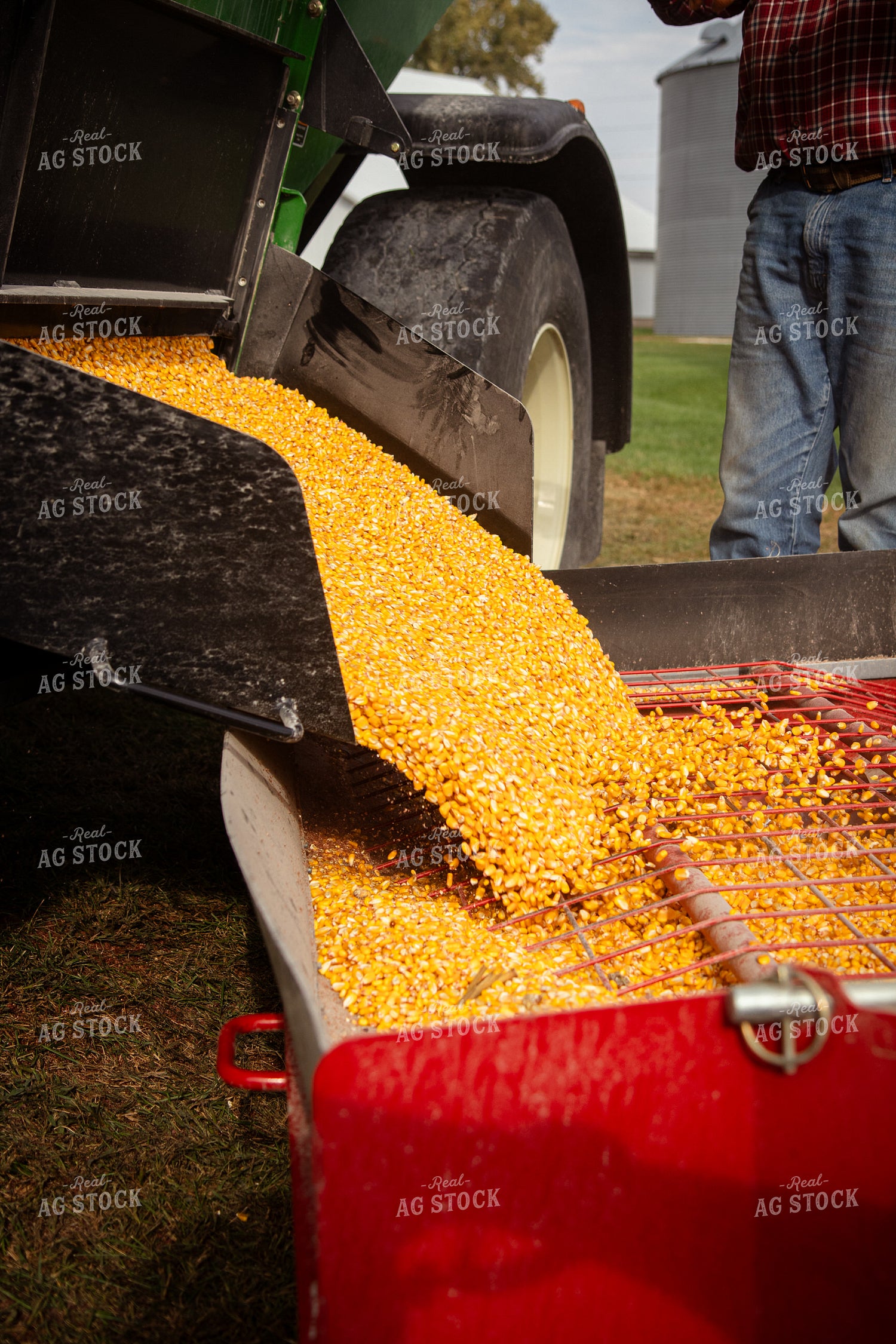 Unloading Harvested Corn 268167