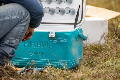 Working Cattle 285097