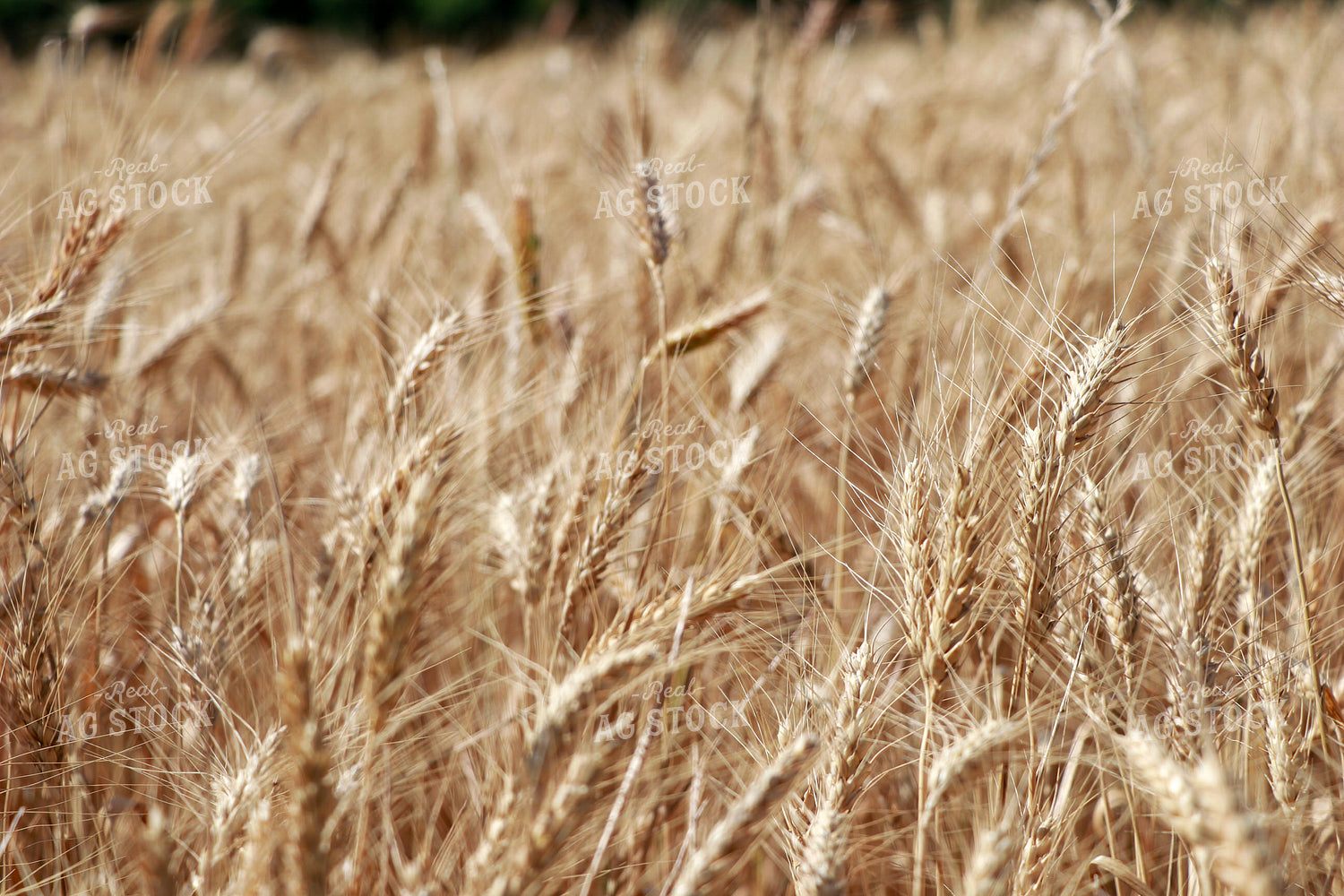 Dried Wheat Heads 60017